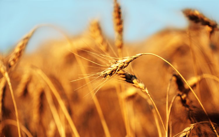 поле, пшеница, хлеб, колос, field, wheat, bread, ear