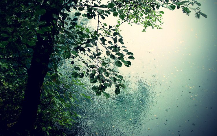 деревья, природа, обои, листья, капли, дождь, романтика, лужи, trees, nature, wallpaper, leaves, drops, rain, romance, puddles