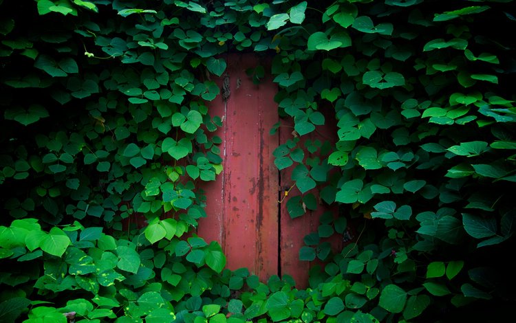 природа, зелень, обои, растения, листья, листва, дверь, nature, greens, wallpaper, plants, leaves, foliage, the door