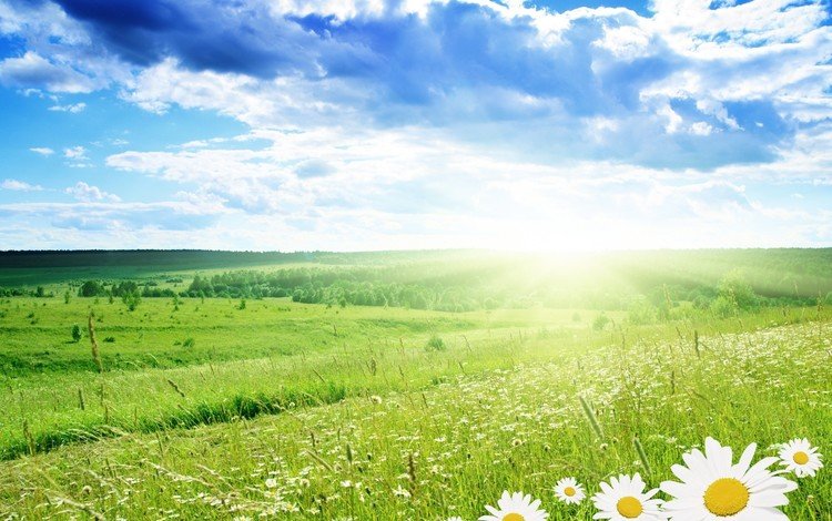 облака, поле, лето, весна, ромашки, clouds, field, summer, spring, chamomile