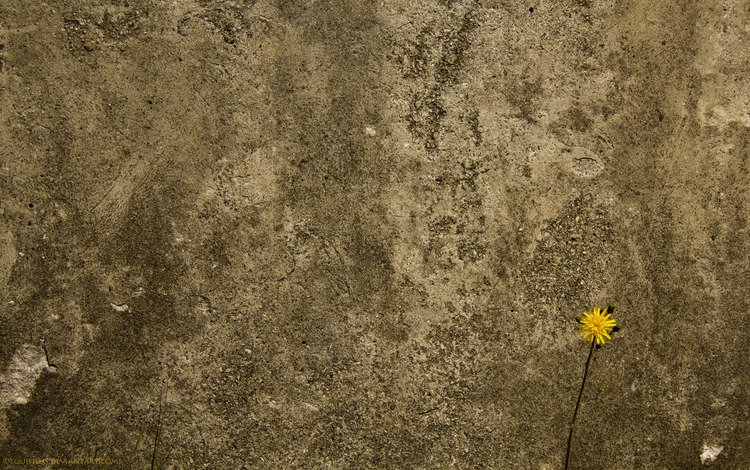 цветок, стена, бетоная, flower, wall, concrete