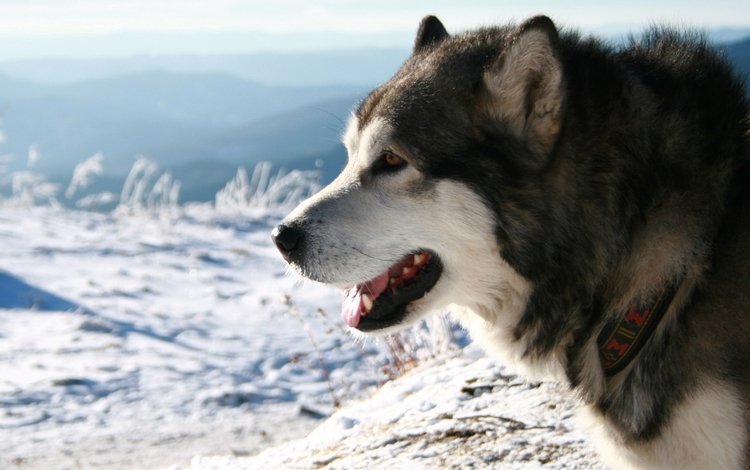 снег, фон, собака, хаски, север, ошейник, аляскинский маламут, snow, background, dog, husky, north, collar, alaskan malamute