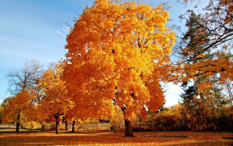 дерево, осень, золото, tree, autumn, gold