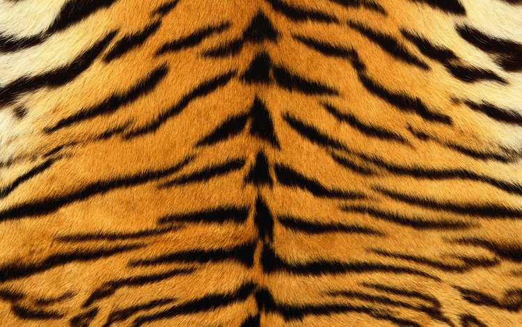 тигр, полоски, шкура, мех, полосатый, tiger, strips, skin, fur, striped