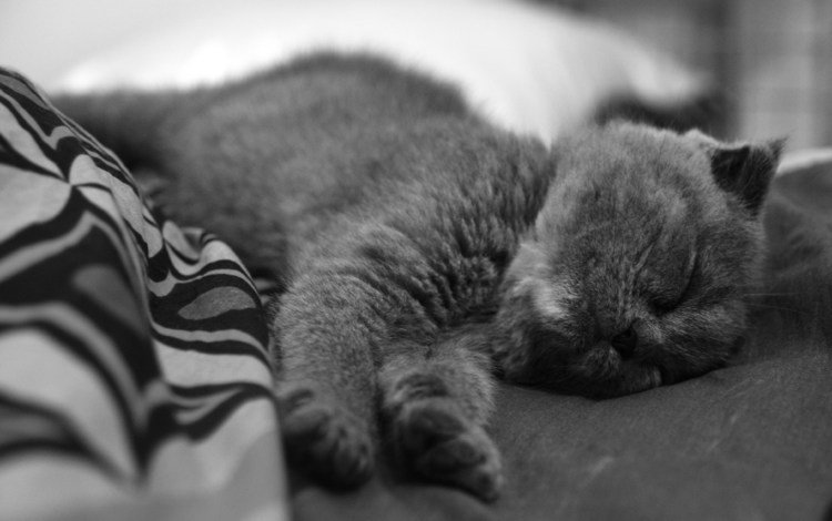 чёрно-белое, котенок, спит, нос, black and white, kitty, sleeping, nose