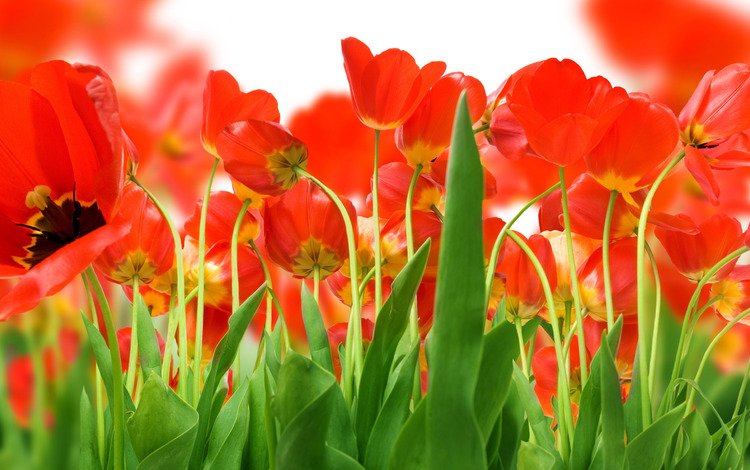 зелень, поле, красных, тюльпанов, greens, field, red, tulips
