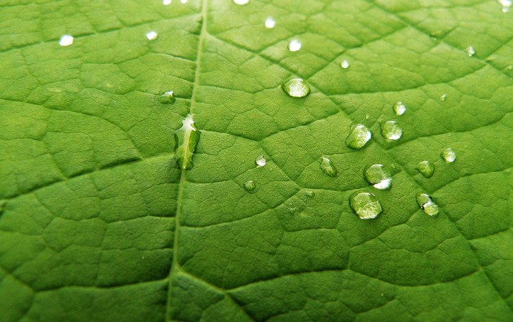капли, лист, leaf it green, drops, sheet