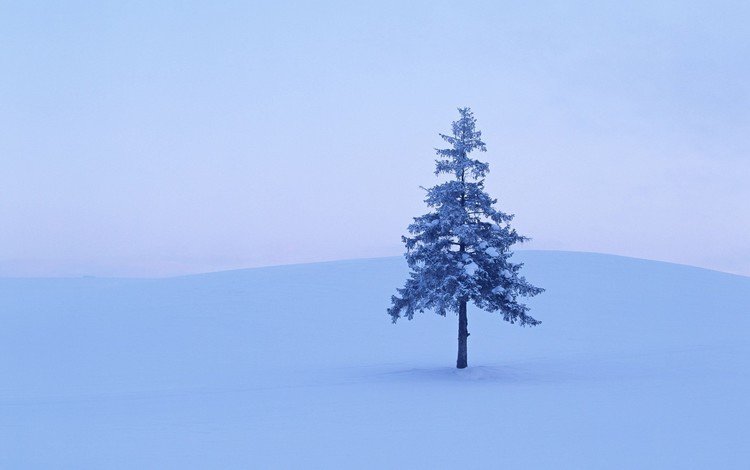 снег, дерево, зима, snow, tree, winter