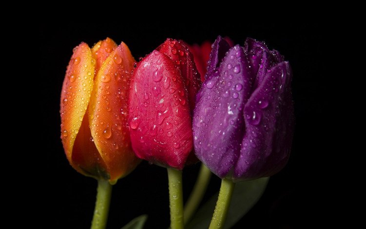 макро, капли, цвет, фиолетовый, красный, ярко, оранжевый, три тюльпана, macro, drops, color, purple, red, bright, orange, three tulips