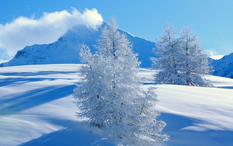 горы, снег, ель, mountains, snow, spruce