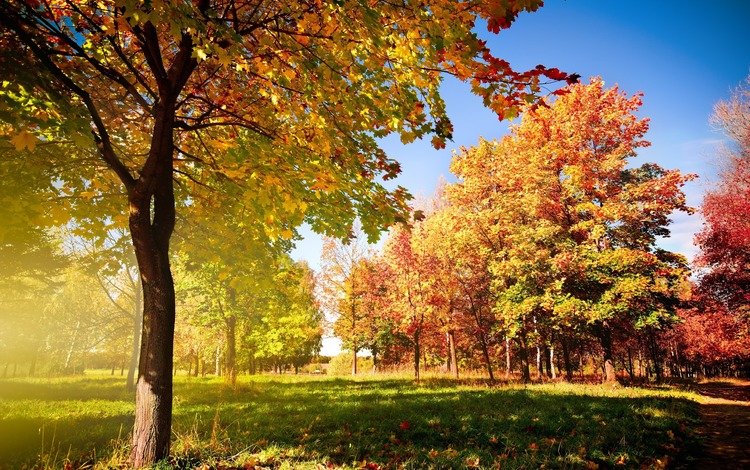 деревья, листья, дорожка, осень, autumn trees, опадающие, trees, leaves, track, autumn, falling