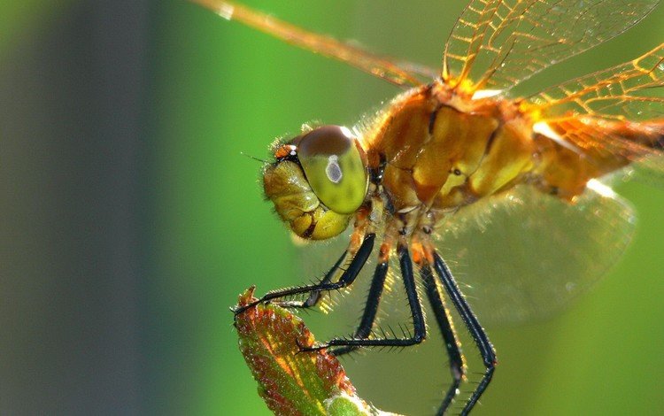 насекомое, крылья, стрекоза, стебель, крупным планом, insect, wings, dragonfly, stem, closeup