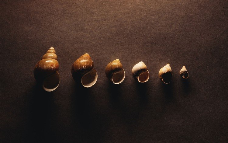 серый, ракушки, grey, shell