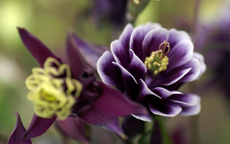 макро, цветок, лепестки, растение, аквилегия, macro, flower, petals, plant, aquilegia