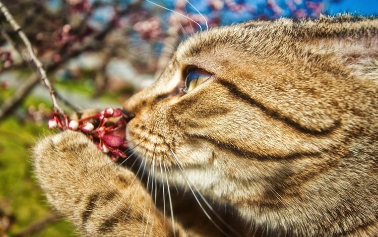 ветка, цветок, кот, усы, профиль, лапа, кот садовод, branch, flower, cat, mustache, profile, paw, cat gardener