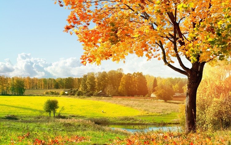 осен, свет, деревья, зелёный, осень, луг, листопад, тёплый, солнечный, light, trees, green, autumn, meadow, falling leaves, warm, solar