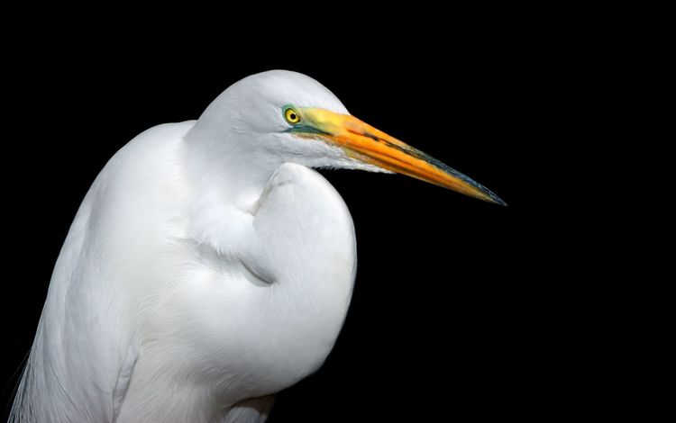 фон, черный, белая птица, background, black, white bird