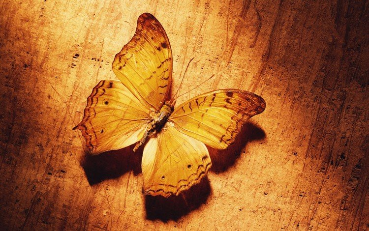 желтый, бабочка, yellow, butterfly