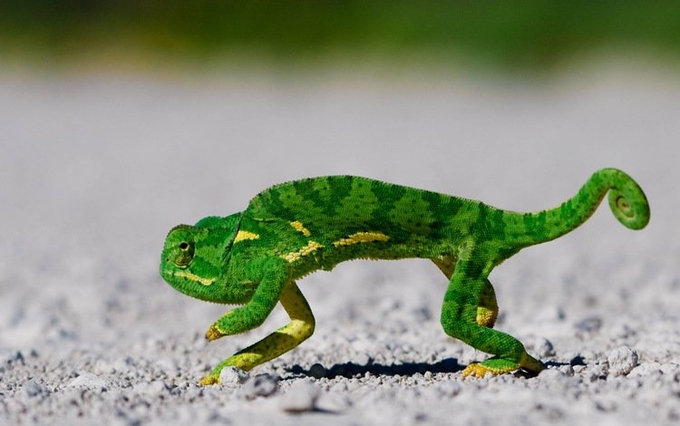 зелёный, хамелеон, чешуя, green, chameleon, scales