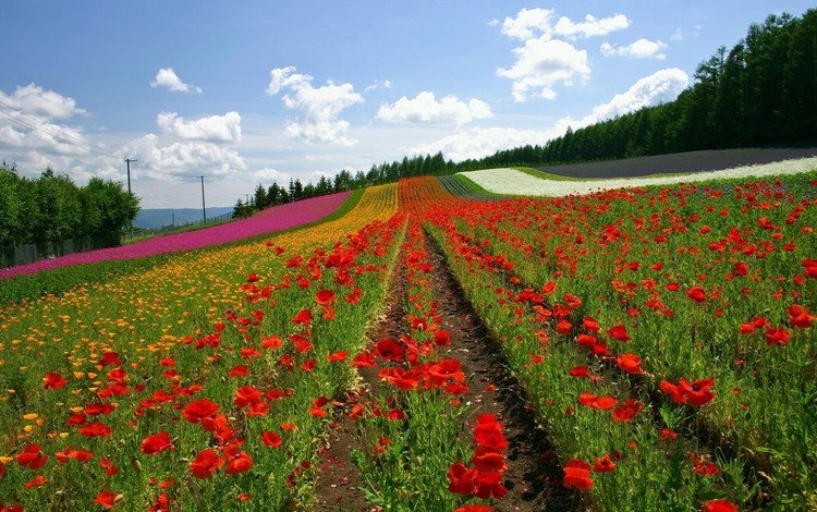 цветы, облака, поле, ряды, япония, маки, холм, flowers, clouds, field, the ranks, japan, maki, hill