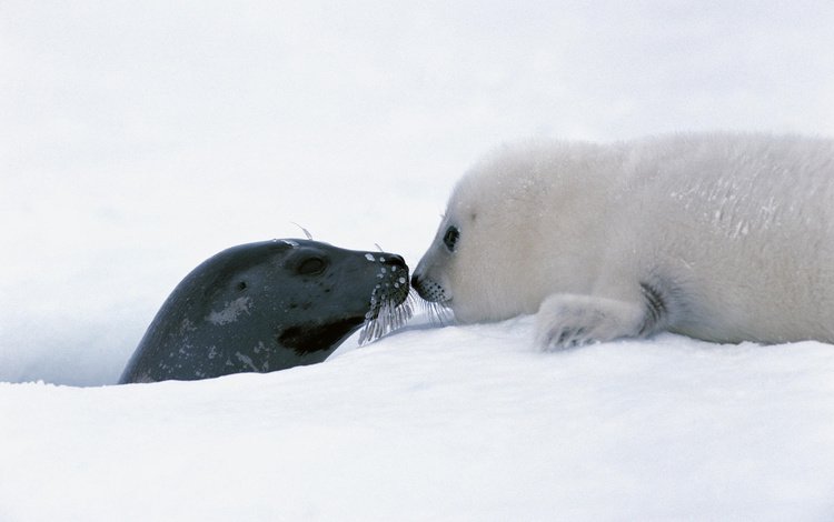 снег, тюлень, детские, детеныш, белёк, арктика. тюлень, snow, seal, baby, cub, belek, arctic. seal