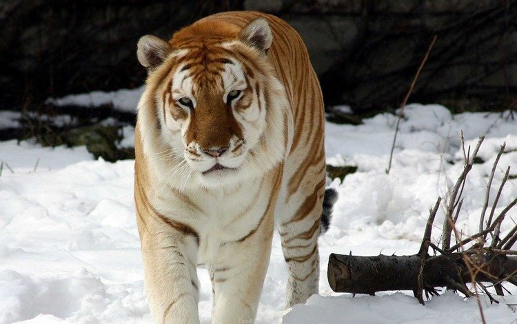 тигр, снег, зима, животное, snow tiger, золотой тигр, tiger, snow, winter, animal, golden tiger