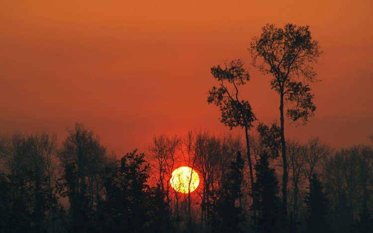 небо, деревья, солнце, закат, the sky, trees, the sun, sunset