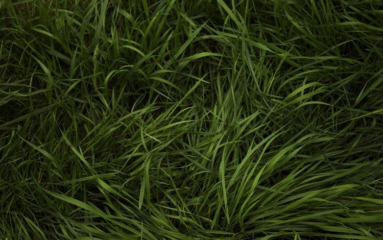 трава, зелень, травка, grass, greens, weed