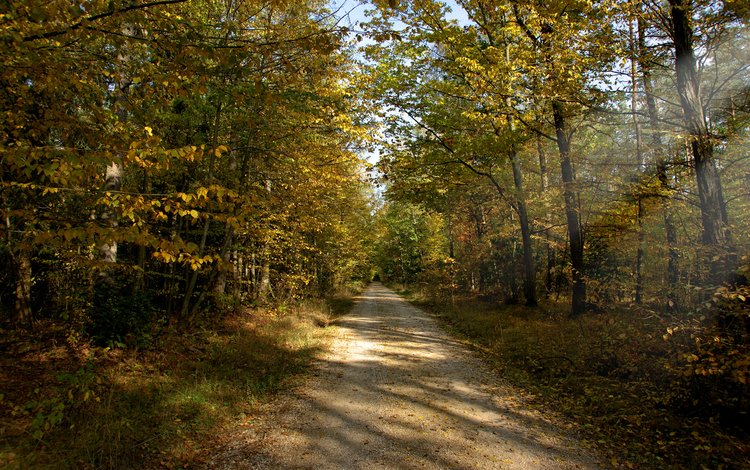 дорога, солнце, лес, лучи, осень, грунтовая, road, the sun, forest, rays, autumn