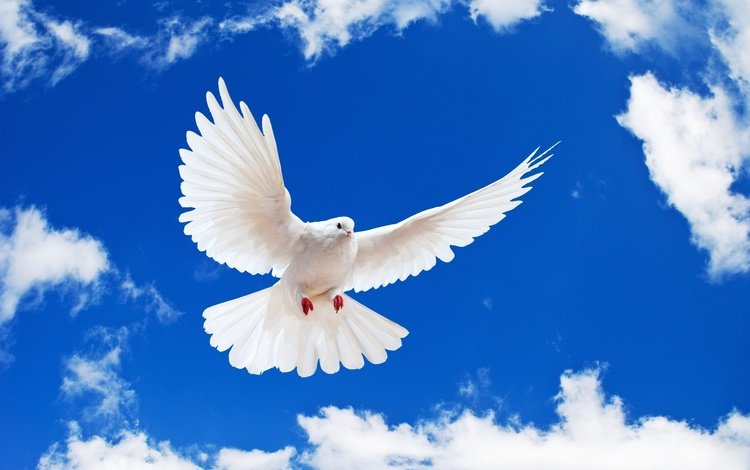 небо, голубь, облака, white dove, полет, крылья, белый, птица, клюв, перья, the sky, dove, clouds, flight, wings, white, bird, beak, feathers
