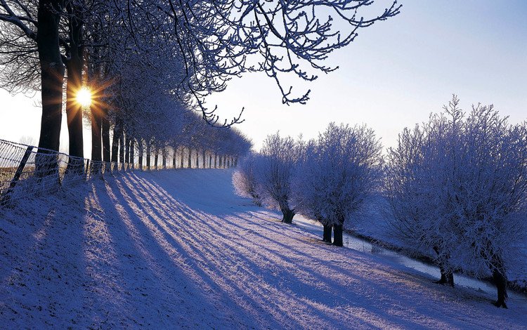 деревья, снег, зима, иней, нидерланды, trees, snow, winter, frost, netherlands