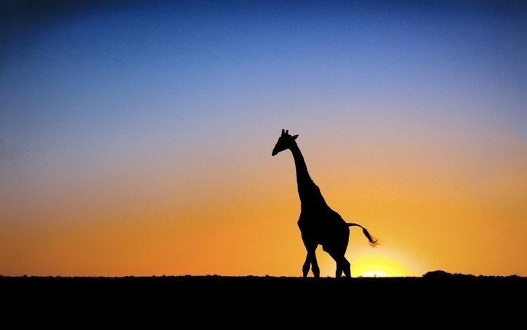 солнце, закат, жираф, the sun, sunset, giraffe