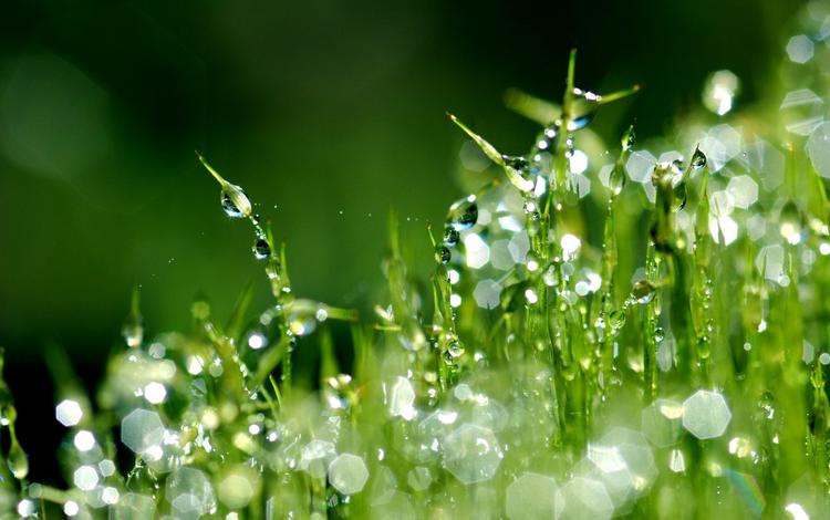 трава, макро, роса, капли, газон, grass, macro, rosa, drops, lawn