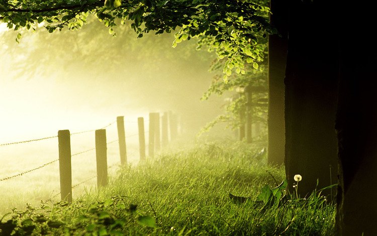 трава, деревья, лес, утро, туман, забор, одуванчик, газон, grass, trees, forest, morning, fog, the fence, dandelion, lawn