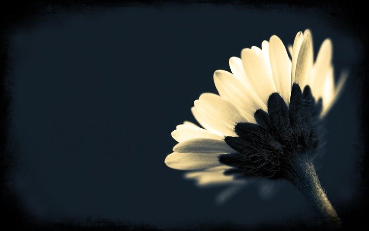 обои, макро, фото, фон, цветок, лепестки, чёрно-белое, растение, wallpaper, macro, photo, background, flower, petals, black and white, plant