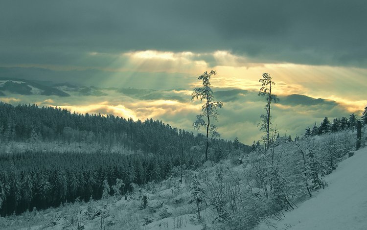 снег, лес, лучи, snow, forest, rays