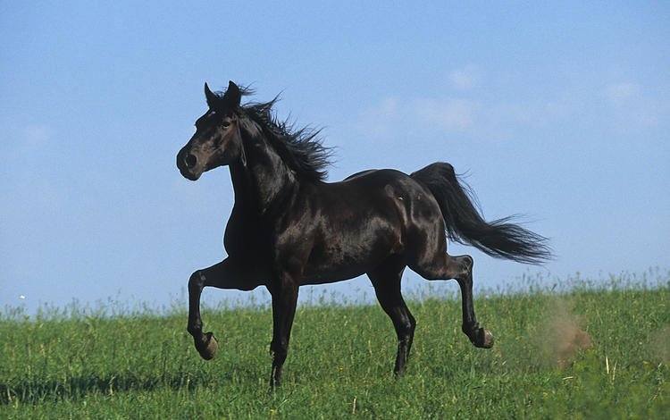 лошадь, черный, степь, жеребец, голоп, horse, black, the steppe, stallion, the golop