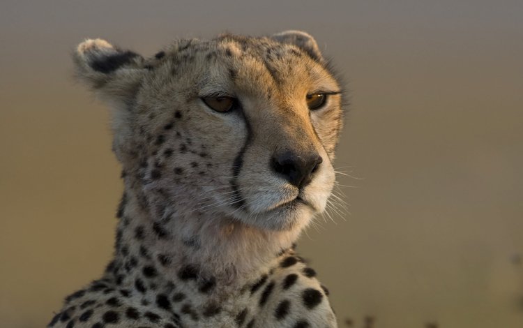 морда, взгляд, леопард, гепард, face, look, leopard, cheetah