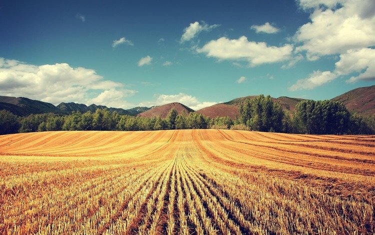 деревья, обои, поле, колосья, пшеница, урожай, trees, wallpaper, field, ears, wheat, harvest