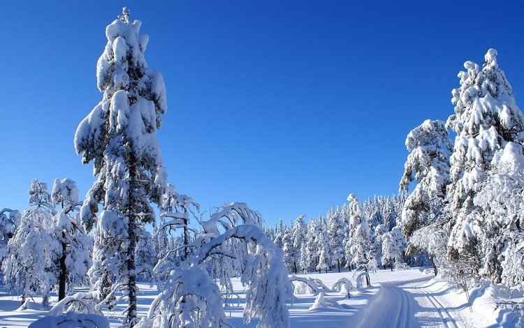 небо, дорога, снег, природа, зима, пейзаж, холод, ели, the sky, road, snow, nature, winter, landscape, cold, ate