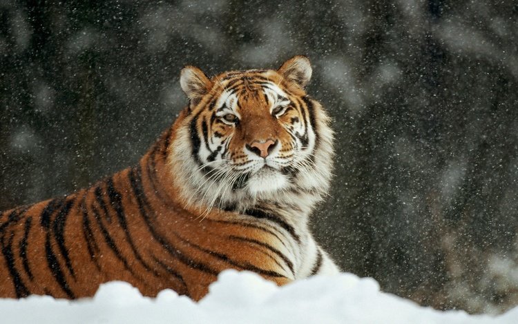 тигр, снег, зима, кошка, лежит, аррр, tiger, snow, winter, cat, lies, arrr