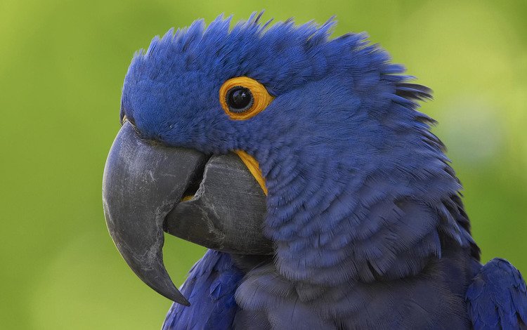 синий, клюв, попугай, blue, beak, parrot