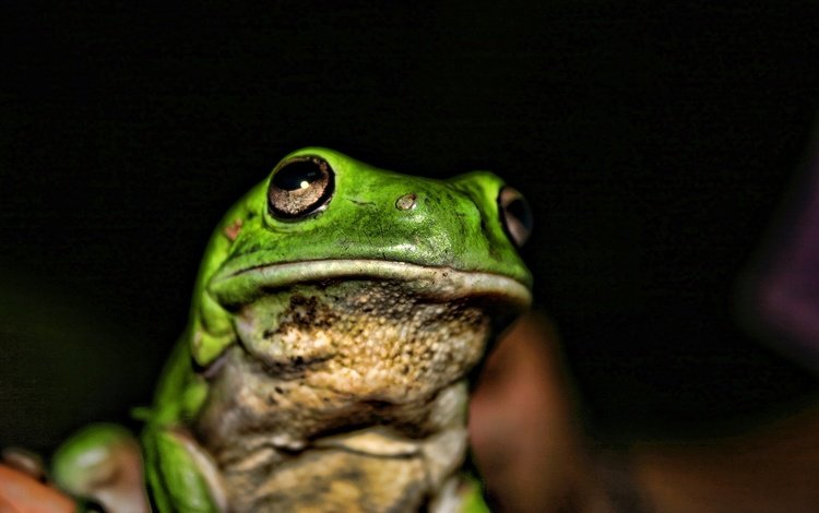 лягушка, темный фон, жаба, frog, the dark background, toad