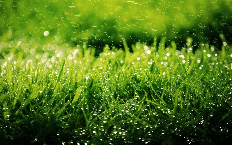 трава, газон, природа, зелень, обои, растения, фон, капли, брызги, grass, lawn, nature, greens, wallpaper, plants, background, drops, squirt