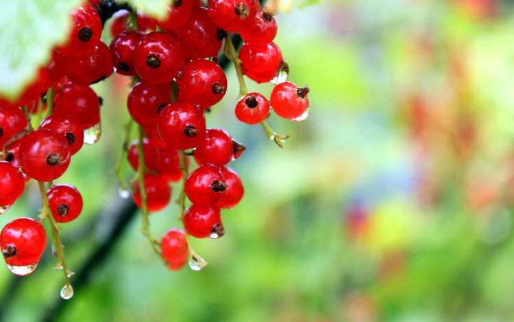капли, ягоды, красное, красная смородина, росса, смородина, drops, berries, red, red currant, ross, currants