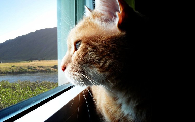 кошка, взгляд, даль, окно, cat, look, dal, window