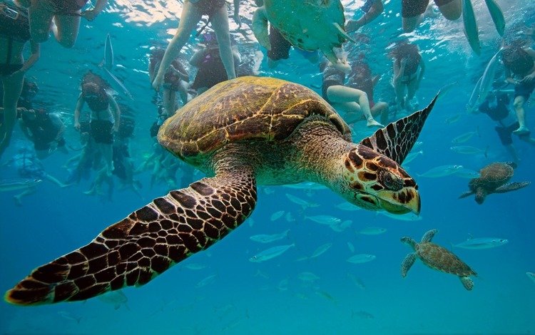 черепаха, бисса, настоящая каретта, рептилия, hawksbill turtle, eretmochelys imbricata, барбадос, вест-индия, карибское море, turtle, bissa, a real honour to be, reptile, barbados, west indies, the caribbean sea
