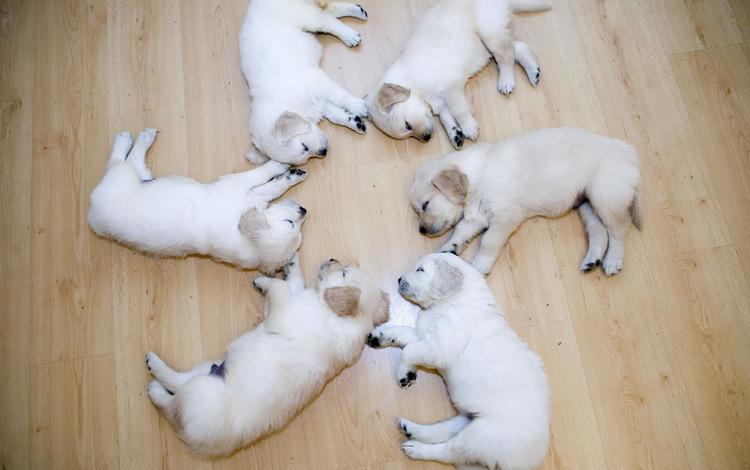 спят, щенки, круг, лабрадоры, лабрадор ретривер, sleep, puppies, round, labradors, labrador retriever