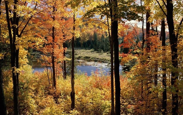 деревья, болото, пейзаж, осень, trees, swamp, landscape, autumn