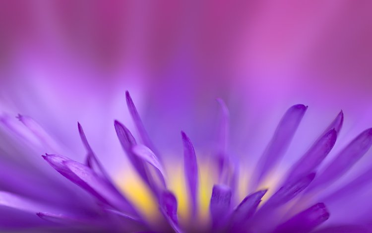 цветок, фиолетовый, хрупкий, flower, purple, fragile